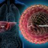 All About Hepatitis