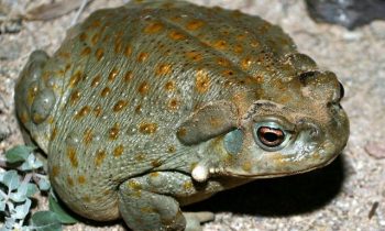 Stop licking frog for intoxication, warns Experts