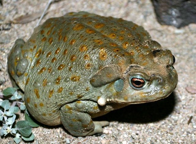 Stop licking frog for intoxication, warns Experts