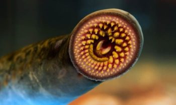 Vampire Fish Sea Lamprey