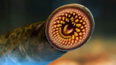 Vampire Fish Sea Lamprey