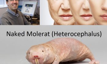 Humans can live to 20000 years lifespan
